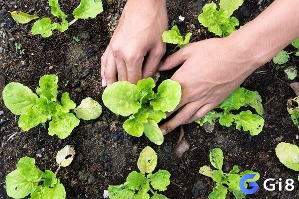 Mơ thấy mình đang trồng rau liên quan nhiều đến vấn đề công việc