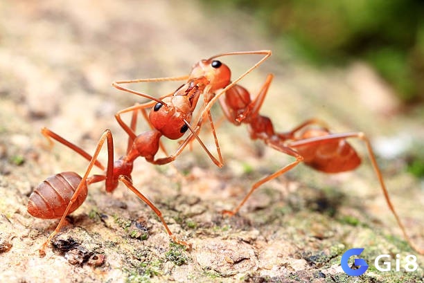 Người độc thân nếu ngủ mơ thấy kiến đánh nhau giành địa bàn là giấc mơ báo hiệu sắp có hỷ