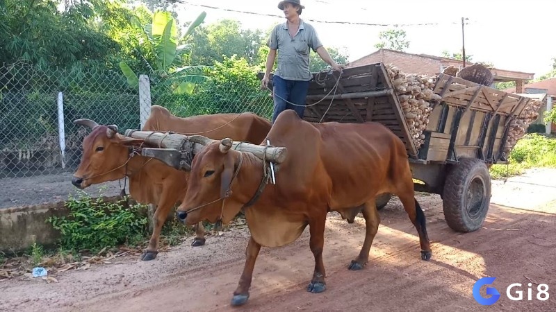 Mơ thấy hình ảnh con bò kéo xe mang đến thông điệp tích cực và thành công trong mọi việc