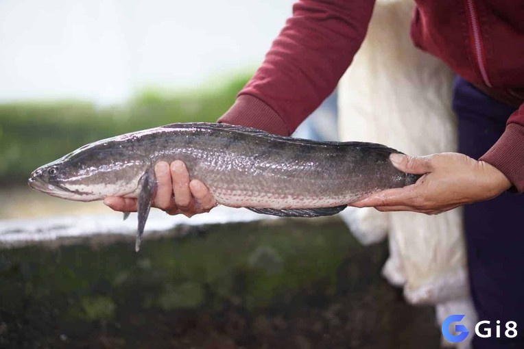 Giấc mơ nhìn thấy cá lóc mang đến ý nghĩa về thành công, phú quý và sức mạnh, tạo cảm giác tự tin và báo hiệu về sự thịnh vượng trong cuộc sống.