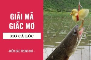 Nằm mơ thấy cá lóc đánh số gì ? Điềm báo giấc mơ thấy cá lóc.