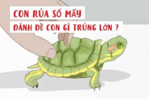 Nằm mơ thấy rùa đánh số gì? Bật mí những con số may mắn