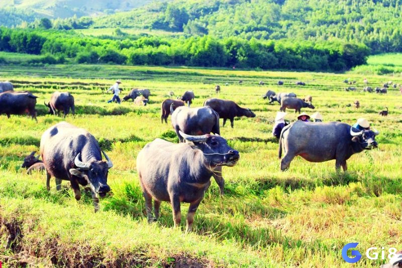 Nằm mơ thấy trâu đánh số gì - Luận giải để nắm được ẩn ý tương lai 