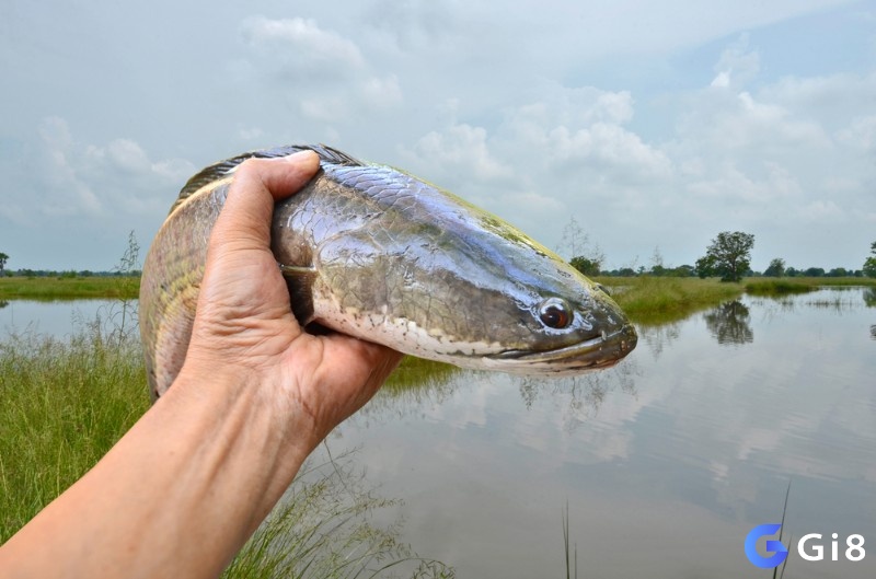 Ngủ mơ thấy cá lóc nhảy lên bờ là lời nhắc nhở bạn trước những đối tượng cố tình phá hoại cơ ngơi hoặc sự phát triển của bạn