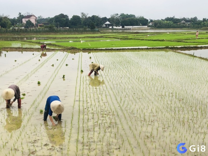 Ngủ mơ thấy đi cấy lúa là điềm báo tốt, cho thấy bạn sắp nhận được nhiều tiền tài