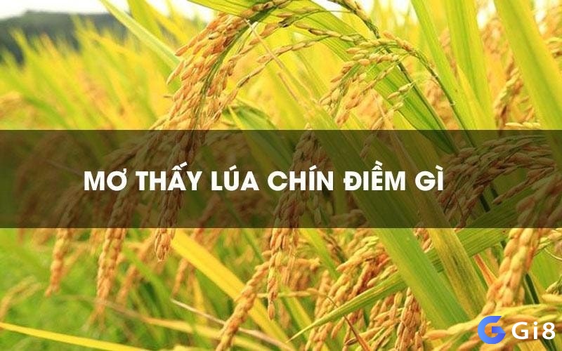 Tìm hiểu thông tin về việc nằm mơ thấy lúa chín và giải đáp