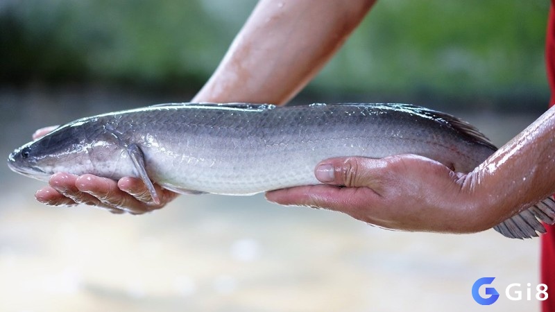 Chiêm bao thấy bắt cá lóc mang đến điềm báo xấu hay tốt?