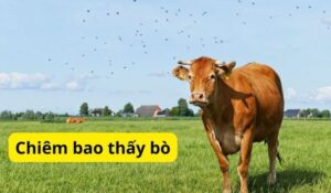 Chiêm bao thấy bò là điềm gì? Mách bạn 16 con số may mắn