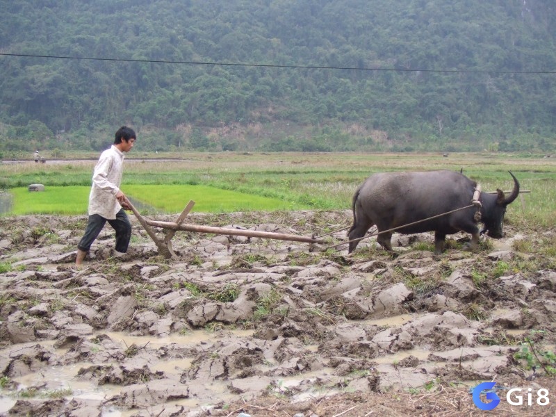 Mơ thấy trâu cày ruộng đánh đề con gì? - Mơ thấy trâu cày ruộng là điềm báo gì?