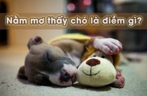 Mơ thấy chó đánh đề con gì? Đây là điềm báo tốt hay xấu