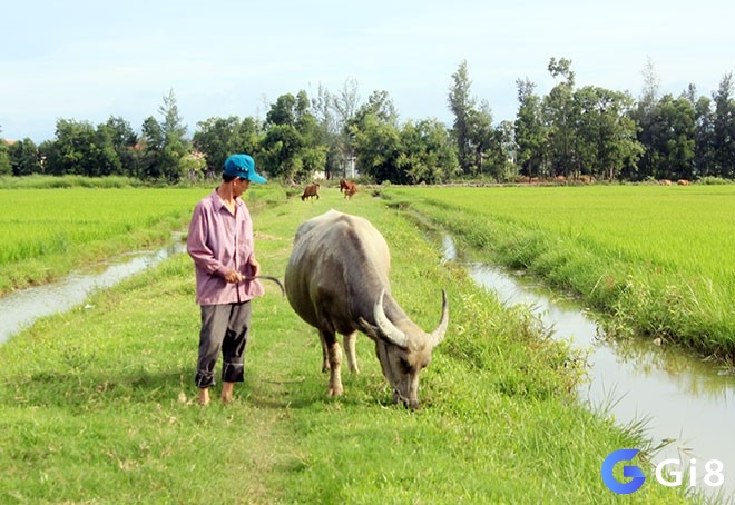 Mơ thấy trâu giúp dự đoán chuyện trong tương lai 